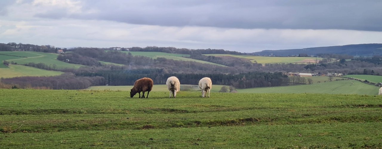 Страничка Надежды