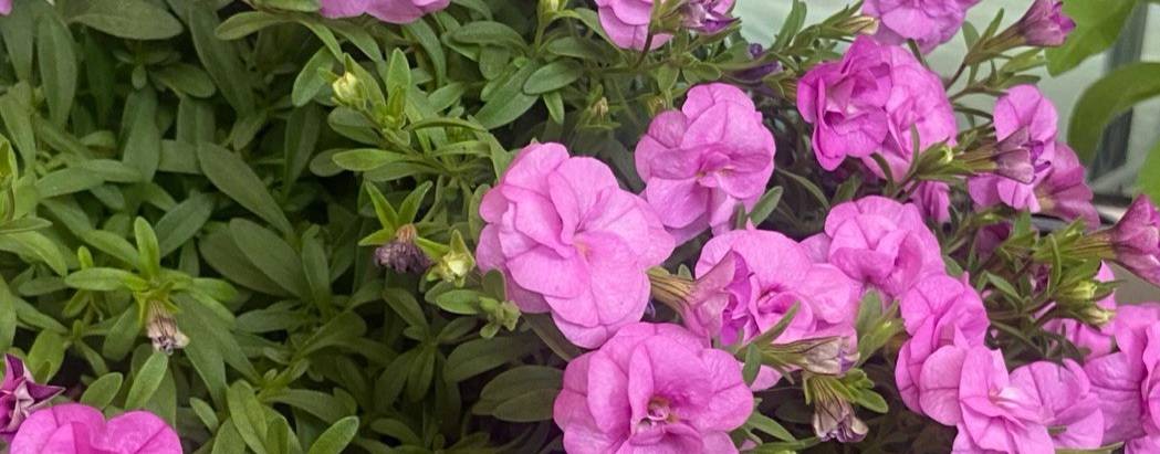 Ольга Цветик