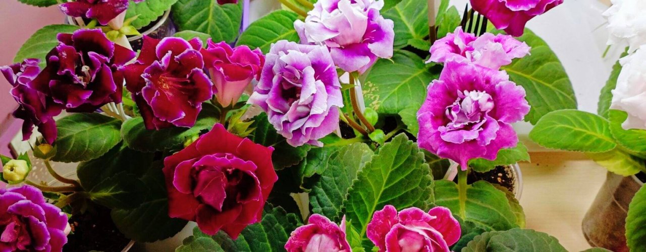 Дом глоксиний, орхидей, и других цветов 🌸