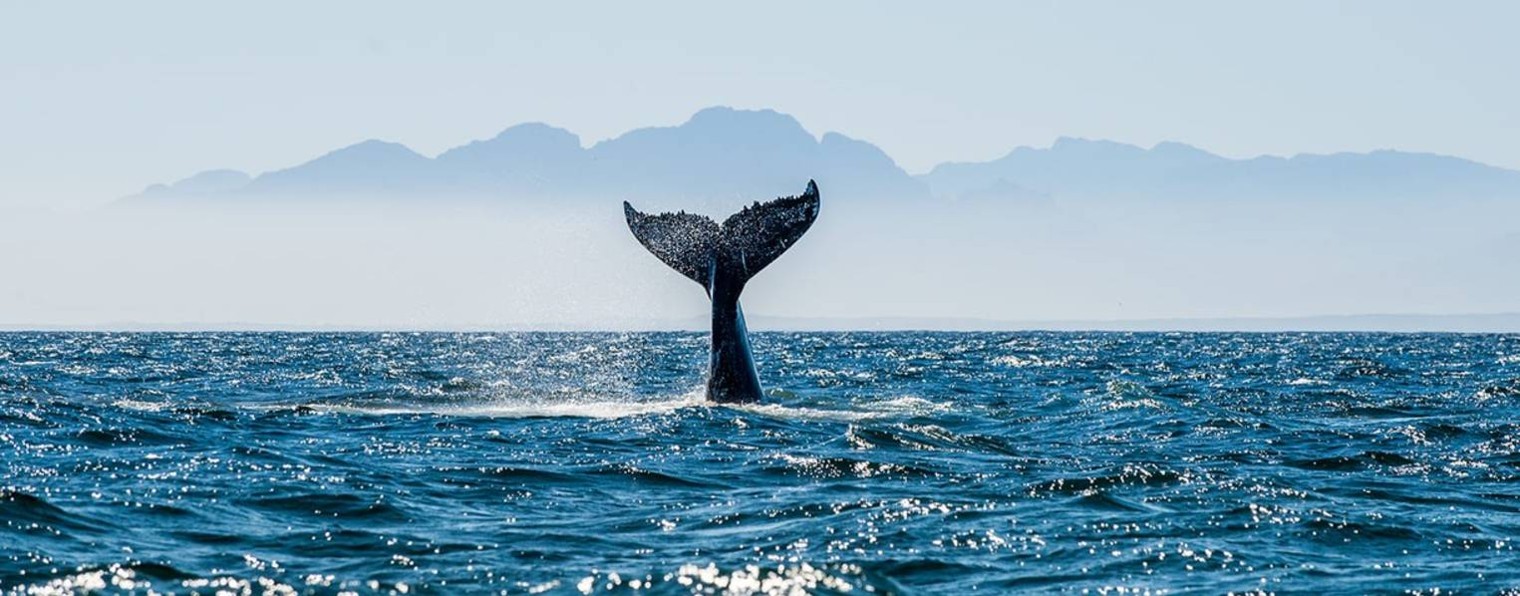 Океанская Симфония