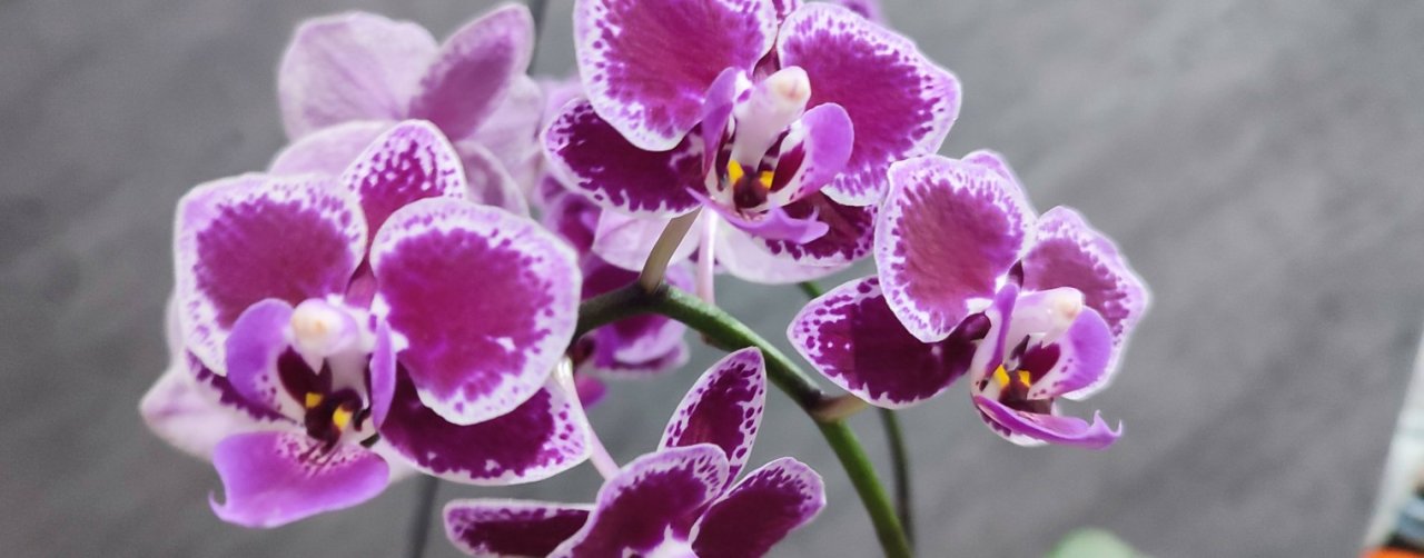 Татьяна Орхонутая. Мои Истории и Орхидеи