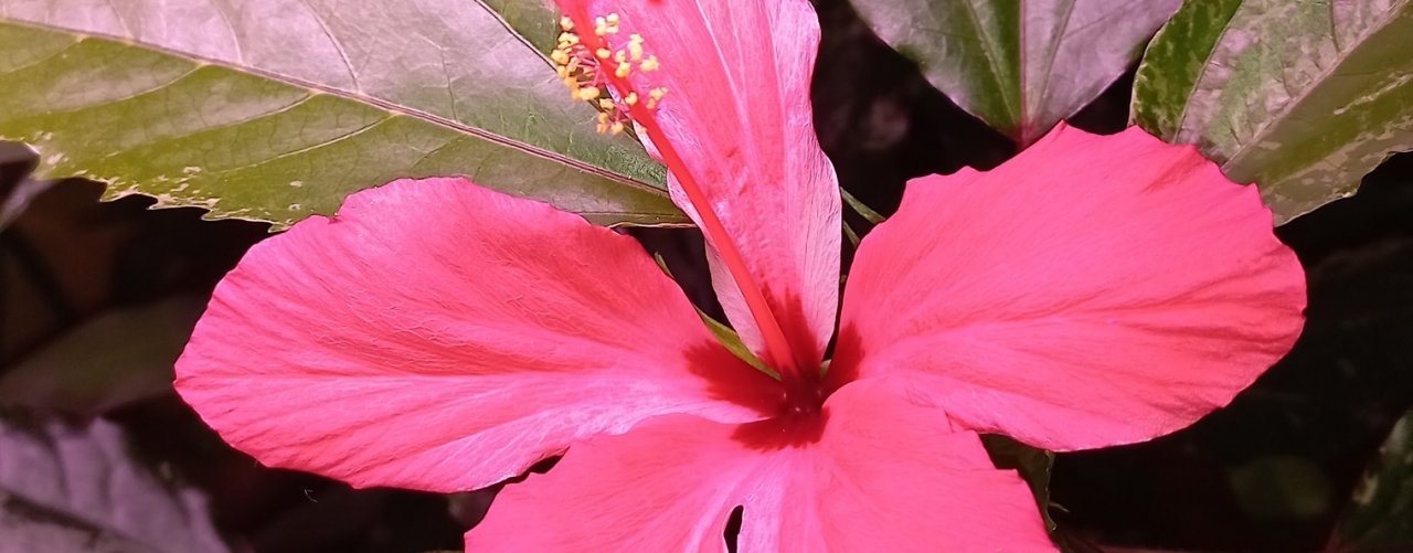 Лариса - любимый досуг (вышивка и цветы)