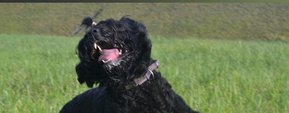 Звезда Анастасии