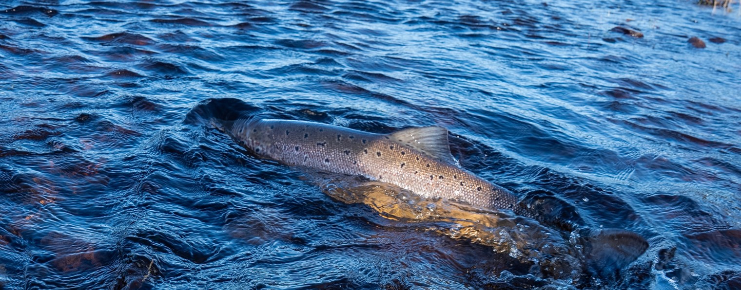 НАХЛЫСТ И ОКОЛО. Адаменко Илья