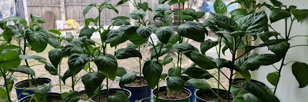 Растюшки у Ксюшки