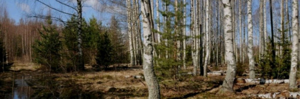 Фиалки: не так - как у всех, а так - как у меня!