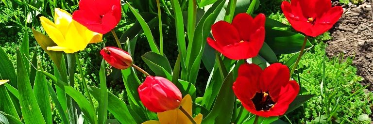 Мои любимые цветы