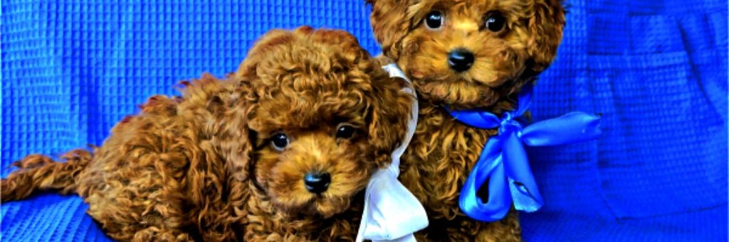 Заводчик Елизавета/ не в тягость, а в радость