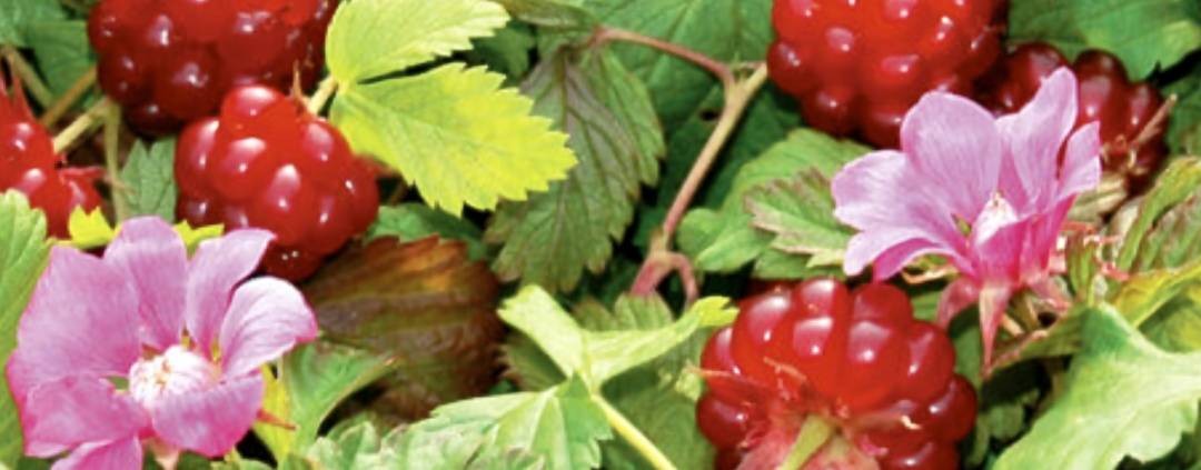 Фазендатор