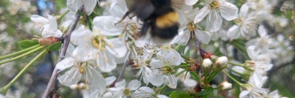 Новый Скорпион