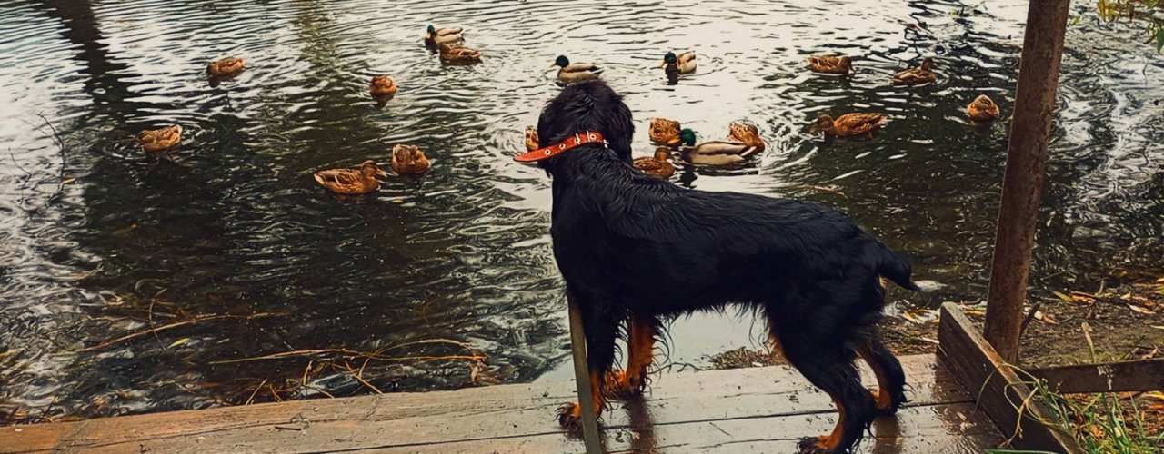 Спаниелька Лилечка