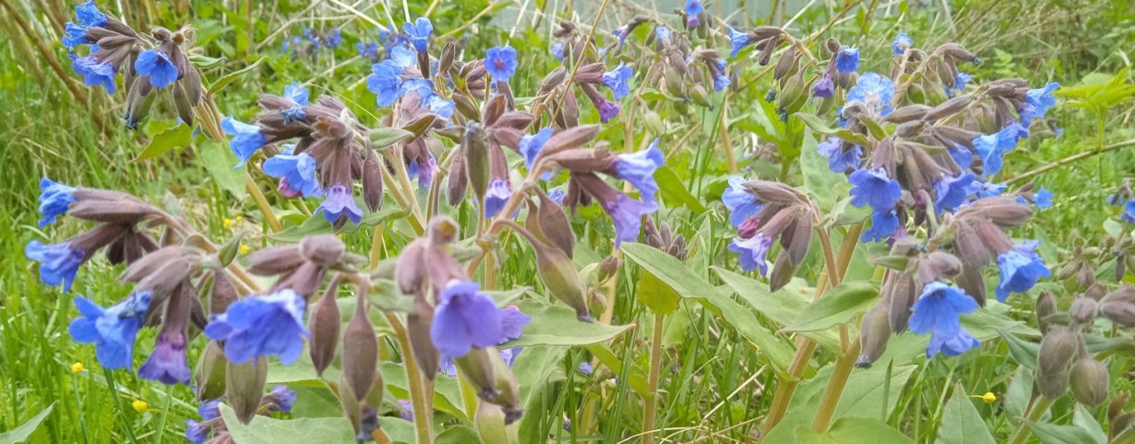 ДОМИК В ДЕРЕВНЕ