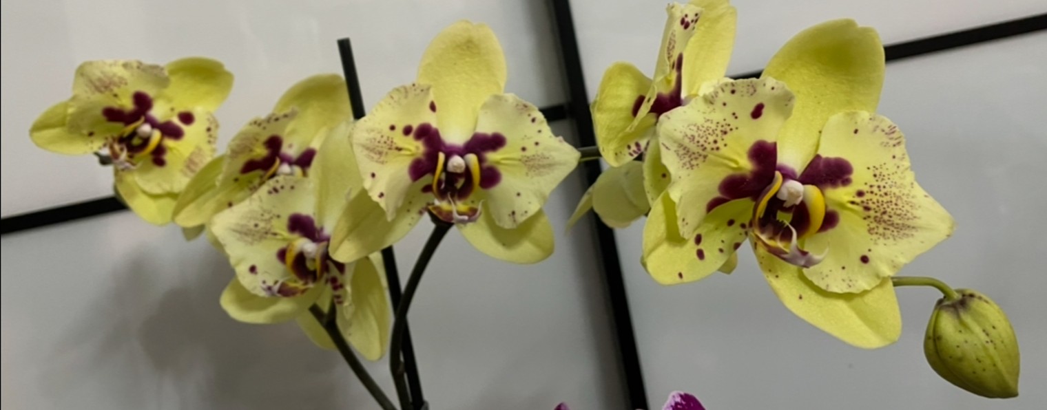 Орхотема 🪴🌺