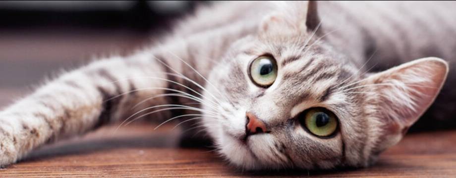 КИС КИС МЯУ