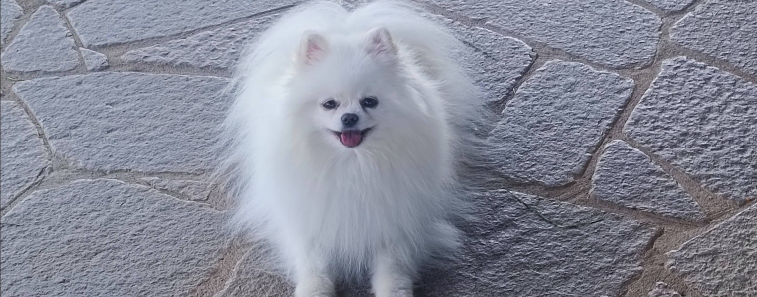 Питомник Летящий шпиц