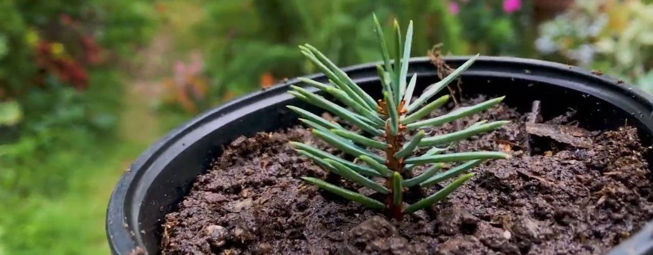 Сад и огород без перекопки