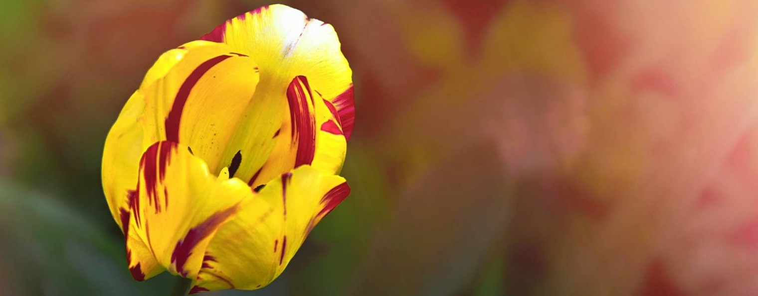 Роман с Натали