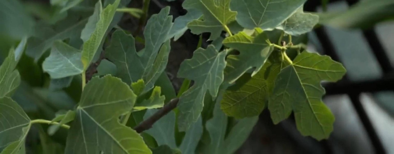 Маленькие сады