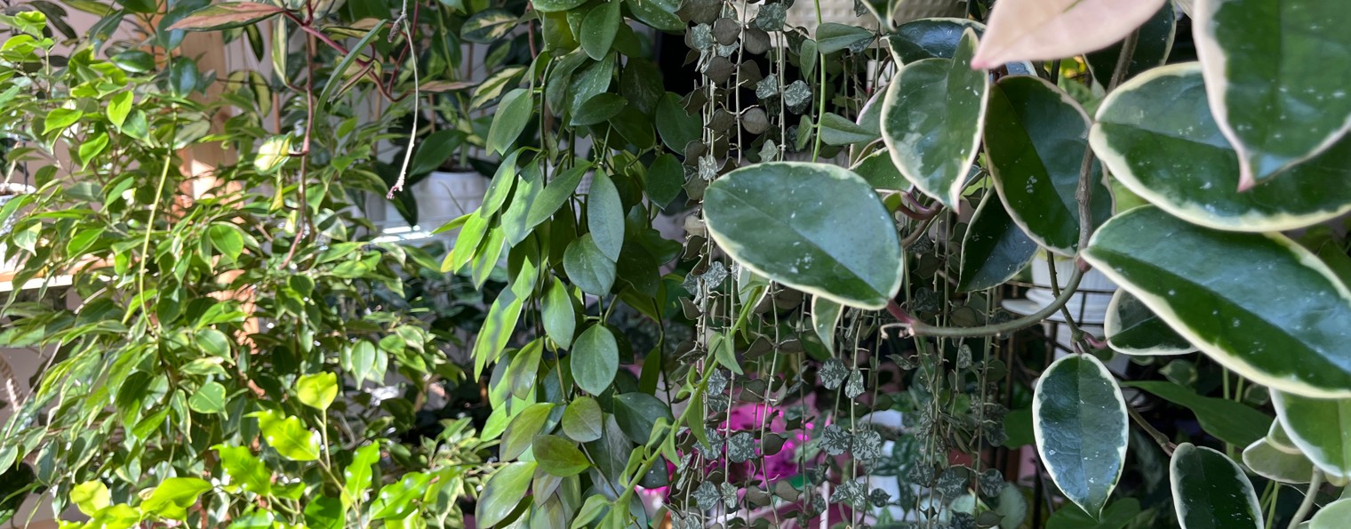 ФЛОРАЛ ФЭШН | Светлана Сметанина