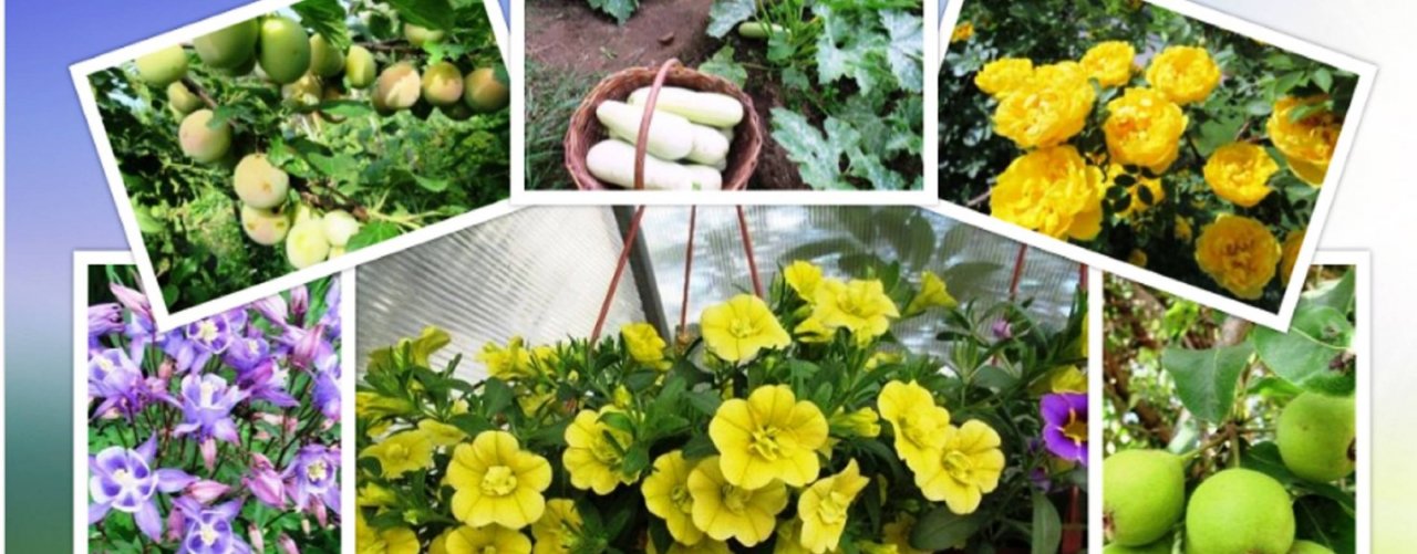 Дача ягодки цветочки