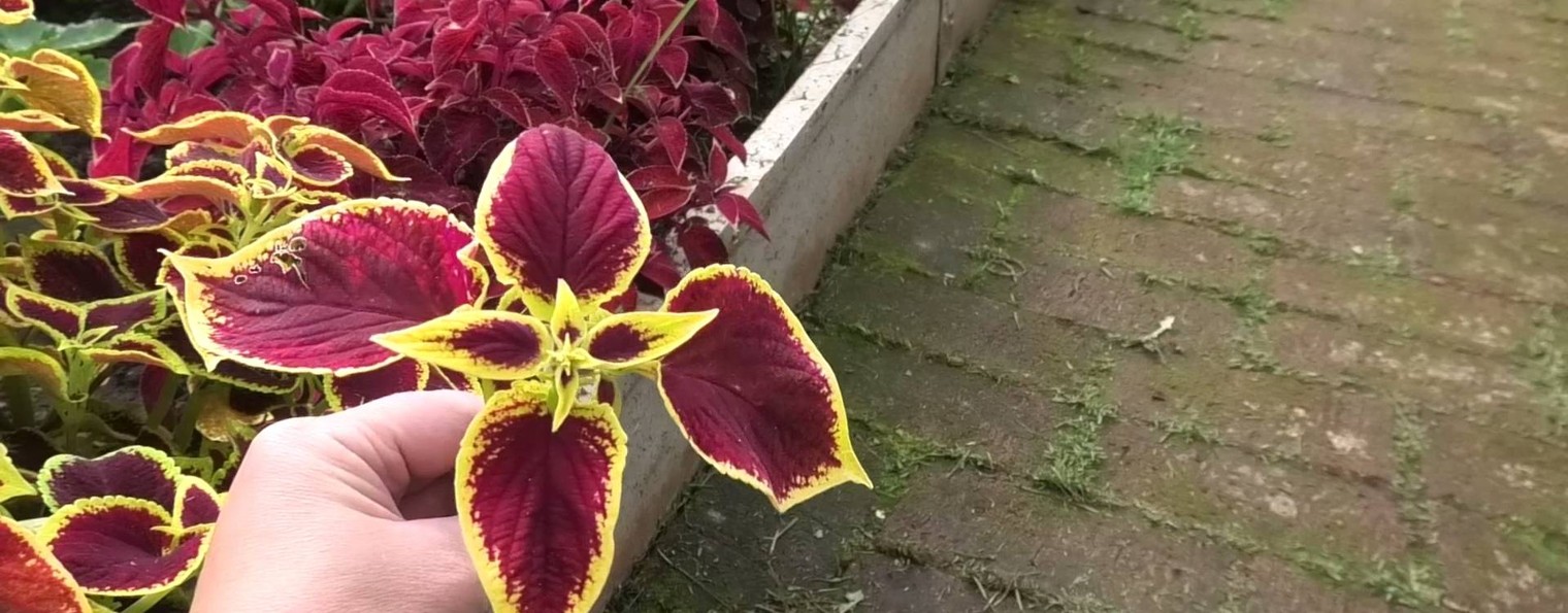 Огород на севере Удмуртии