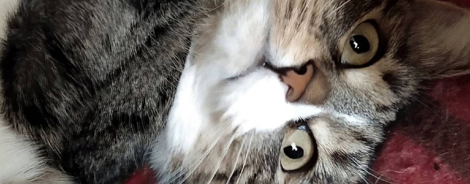 Дмитрий Жаплов увидел