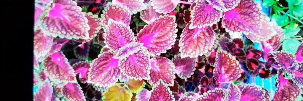 Светлана  😏