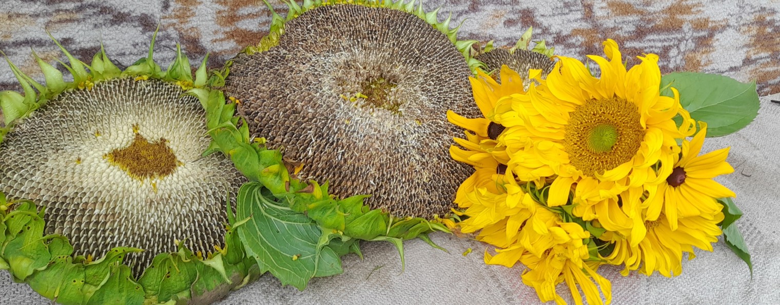 От рассвета до заката