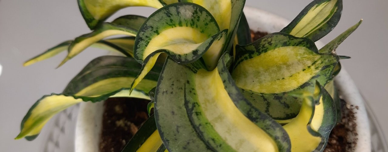 Сансевиерии Комнатные цветы