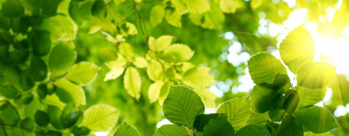 Саня Зелёная