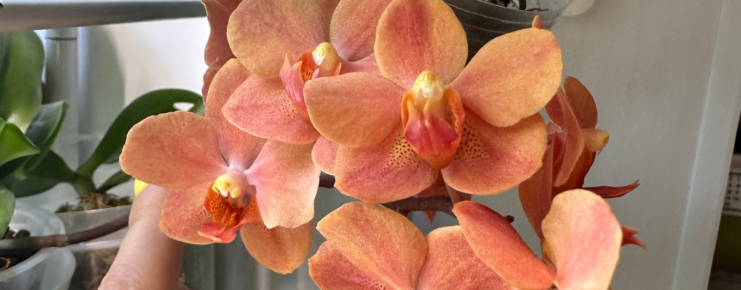 Жанна Капибарыня