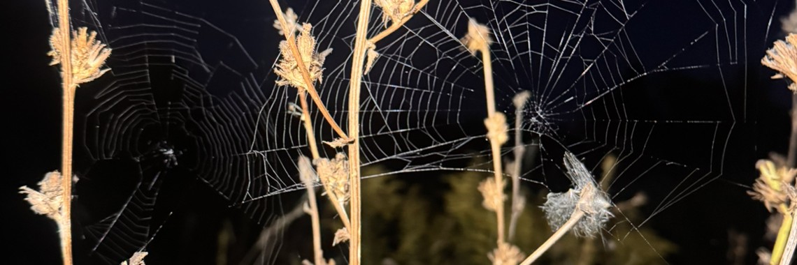 Атаманша Полянская и ФЕРМА ЧЕЗАСЫР