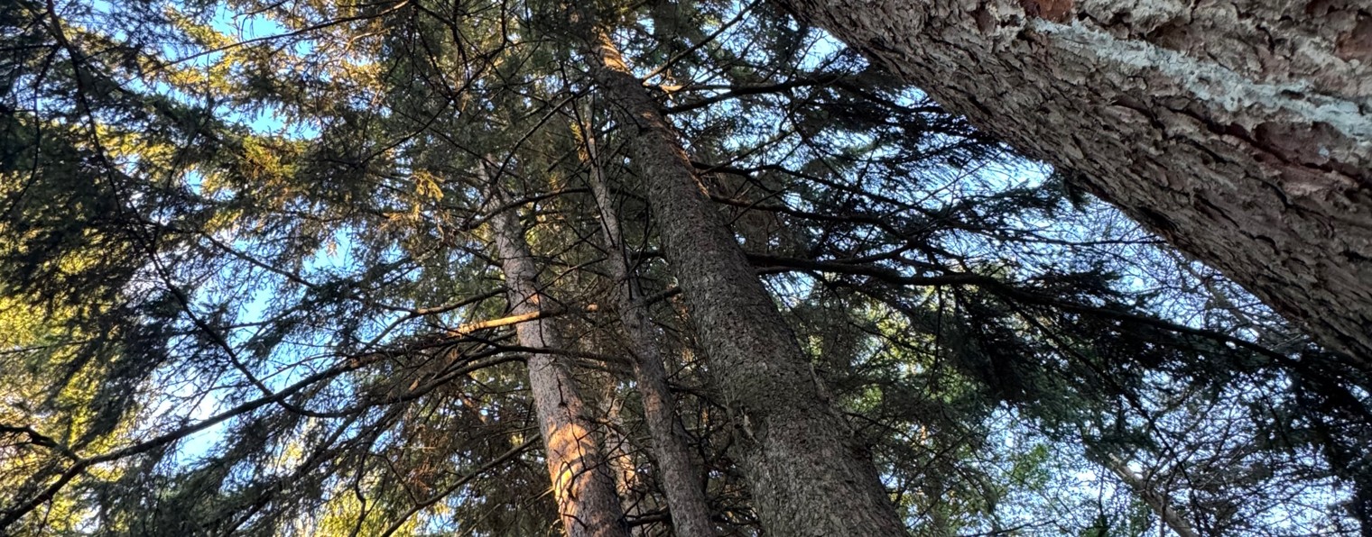 Лариса Чернова