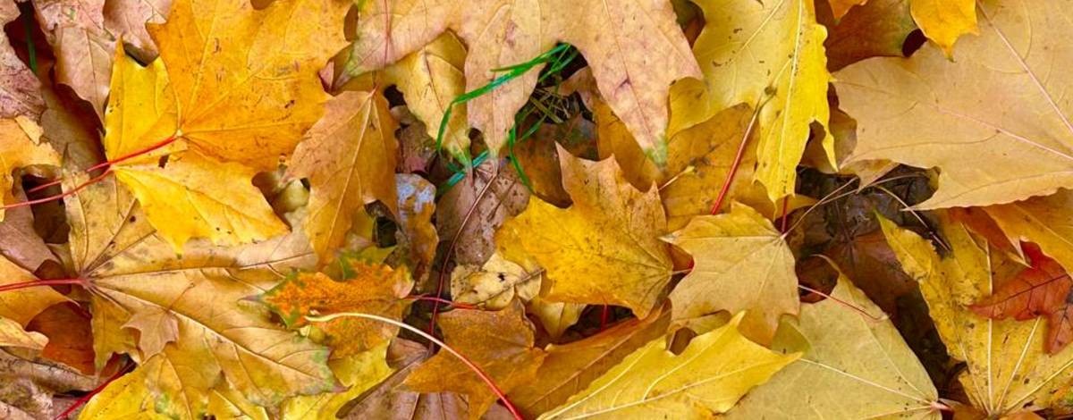 Я ленивая жена