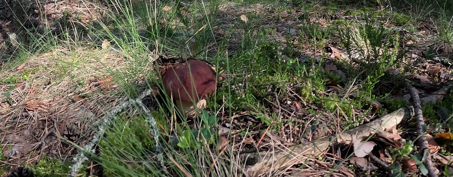 Дмитрий Калинин. Грибы. Видео