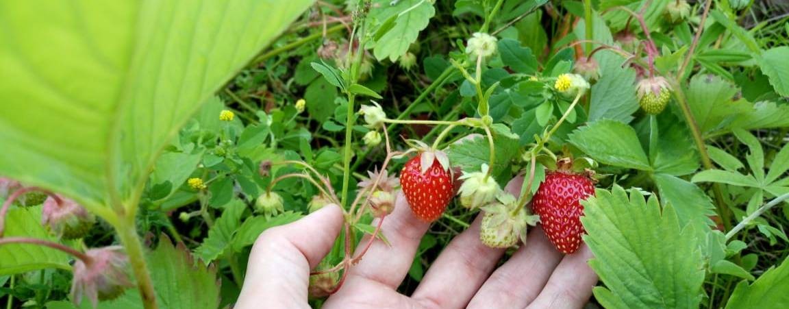 Сад и огород