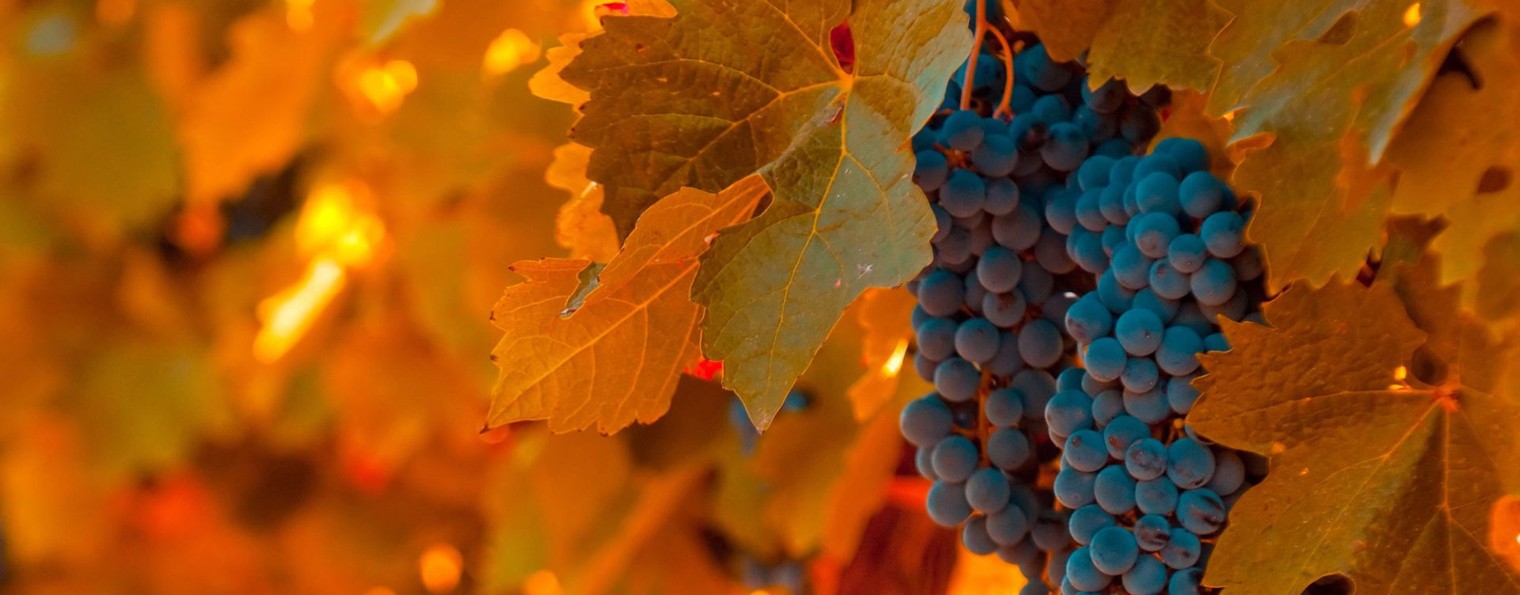 Pitomnik21.ru Михаила Андреева