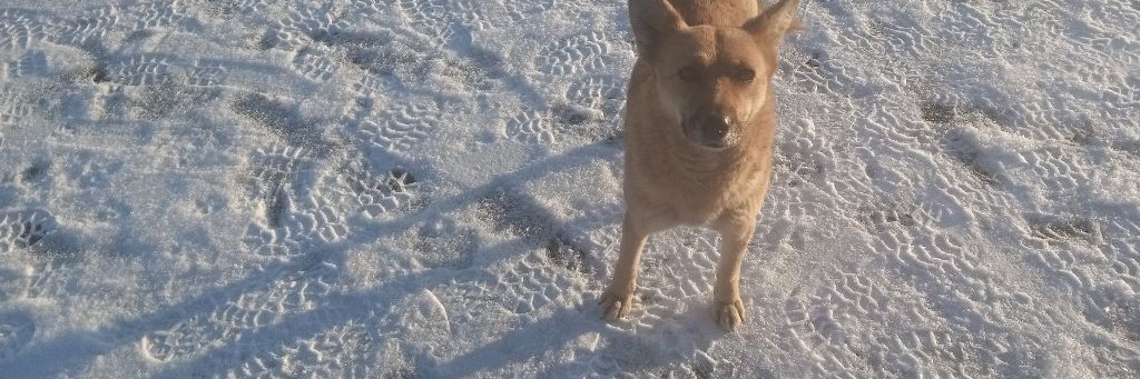 Вася Шариков