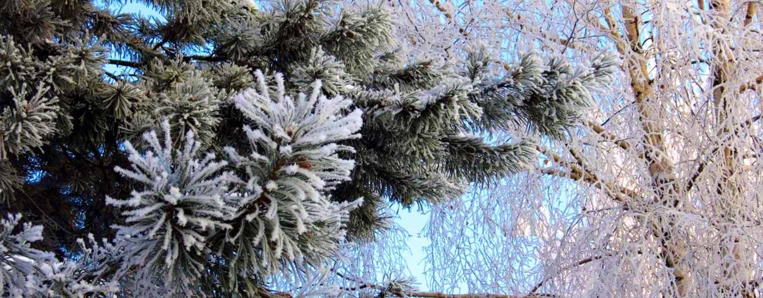 Жизнь глазами садовода