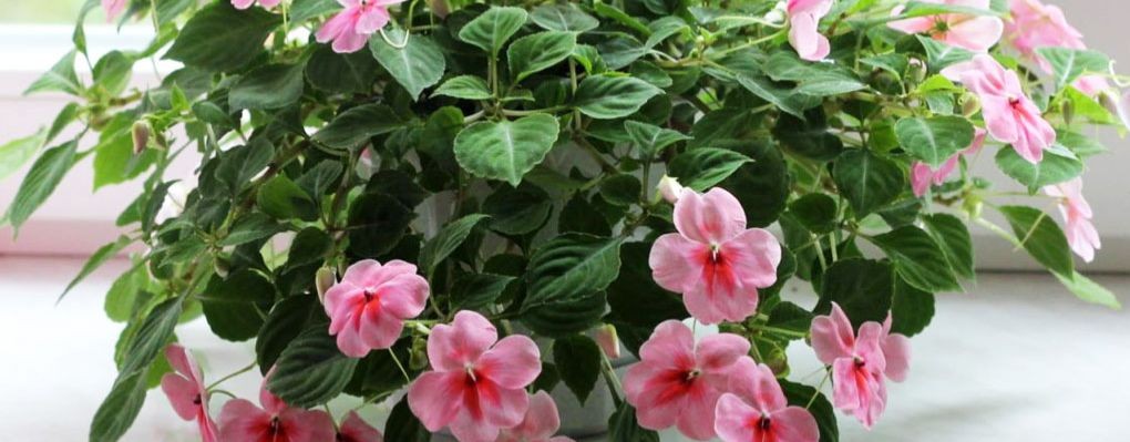 Комнатные цветы .