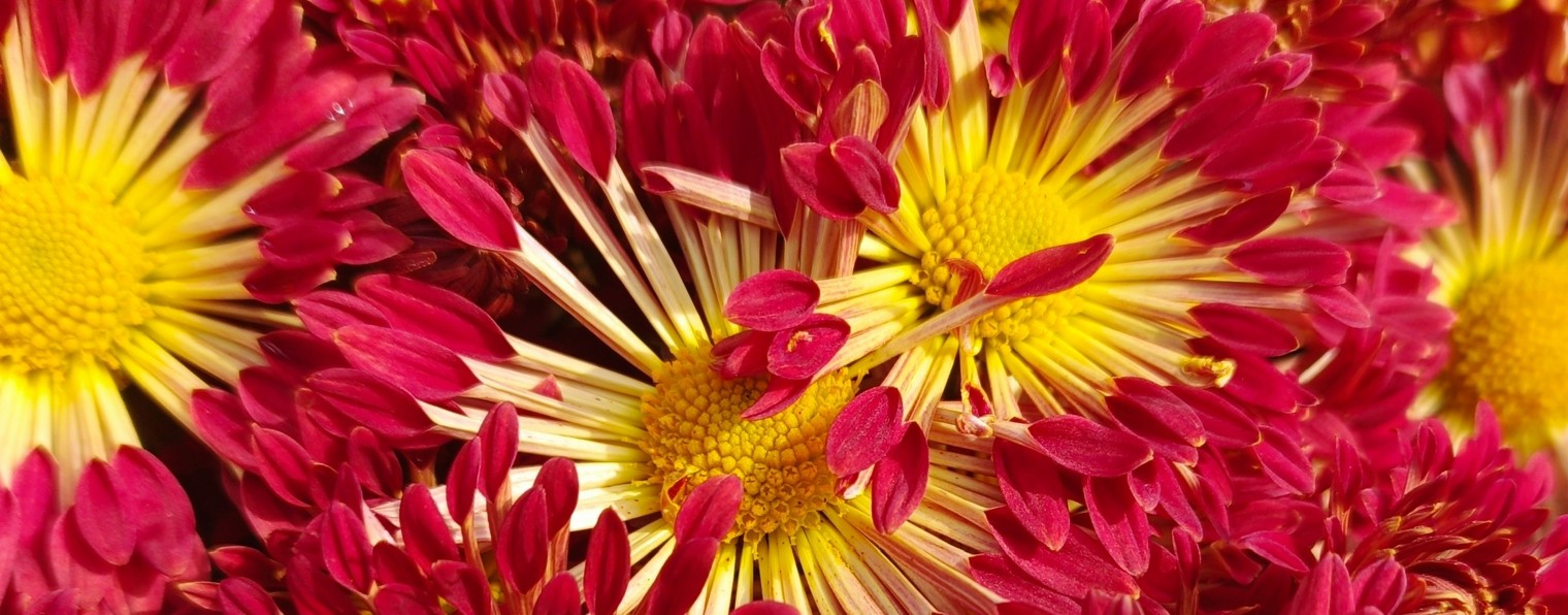 Цветочный Сад у Алёнушки.