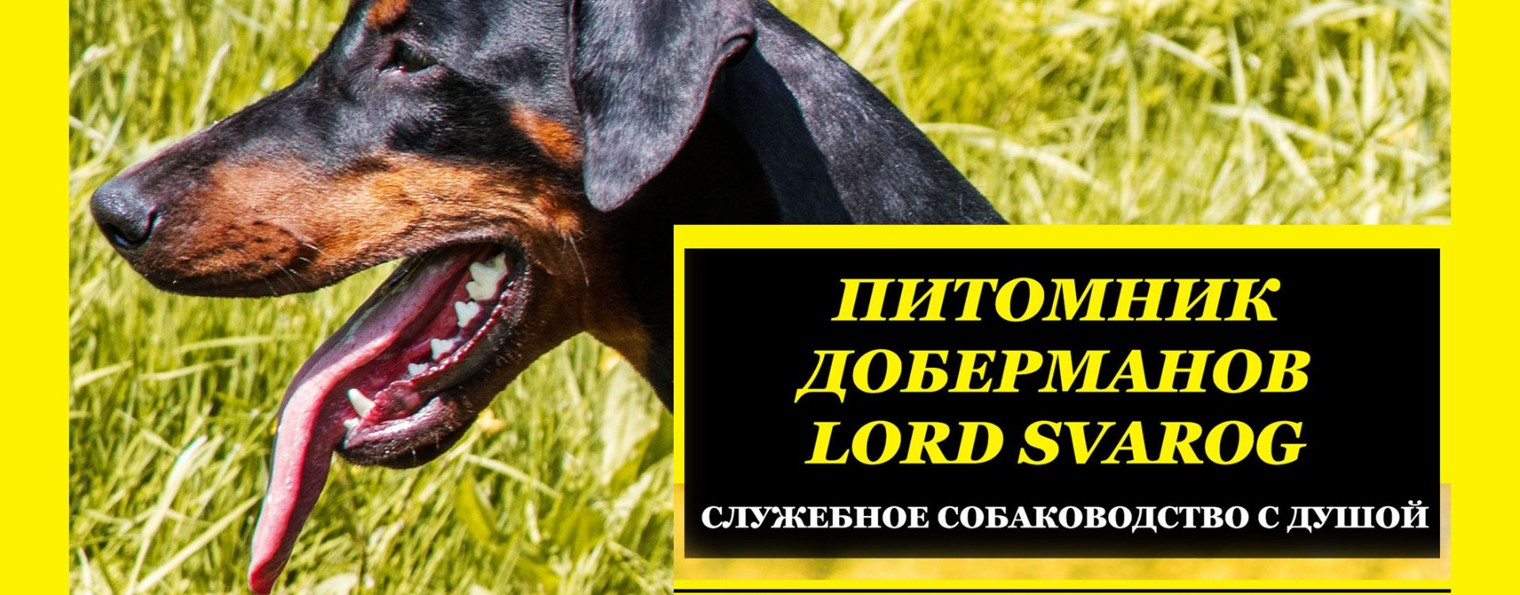 Питомник Доберманов LORD SVAROG
