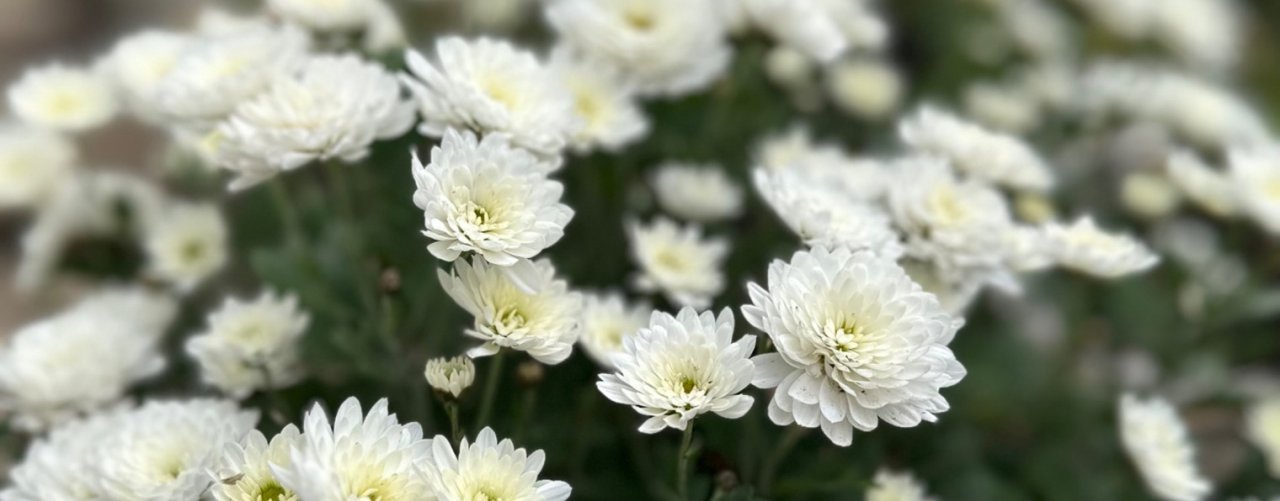 Узбекистан online 🇺🇿