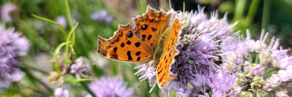Дача С Птицами В Приморье🌲