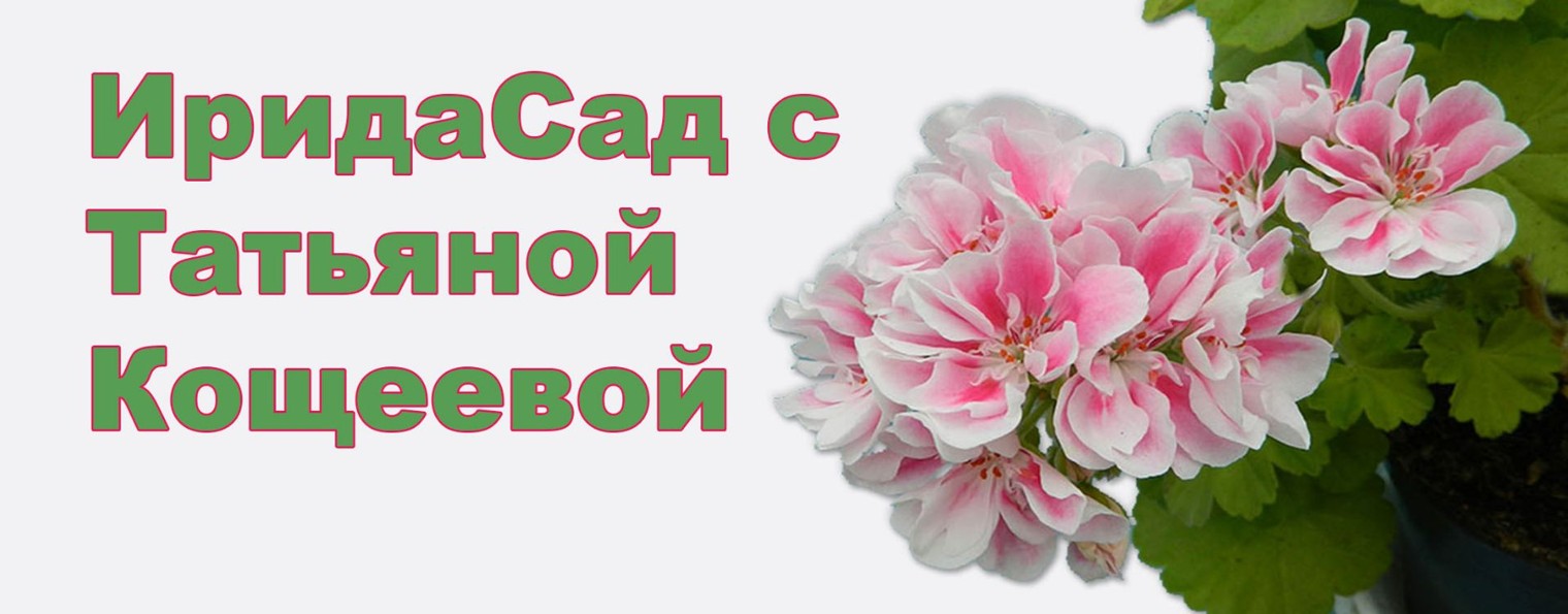 ИридаСад с Татьяной Кощеевой