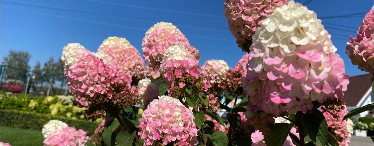 Гортензия Love