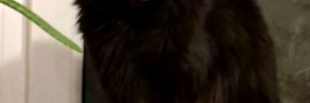 Кот Пират.... Жизнь