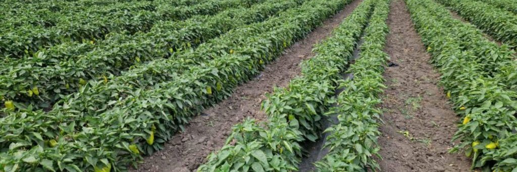 Странный Агроном 👨🌾.