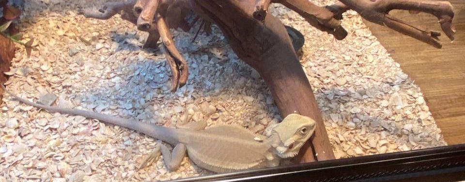 Бородатая агама Драко