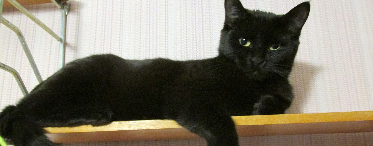 Кошка Люська - по прозвищу - Ночная Фурия!